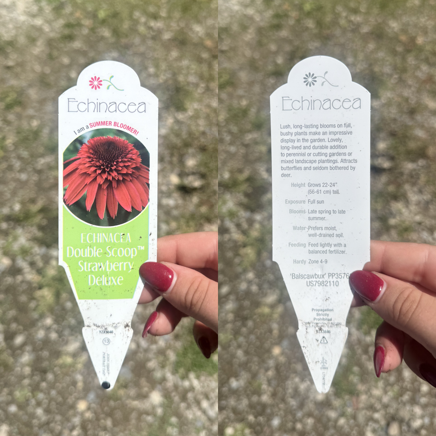 Echinacea 'Double Scoop Strawberry Deluxe'