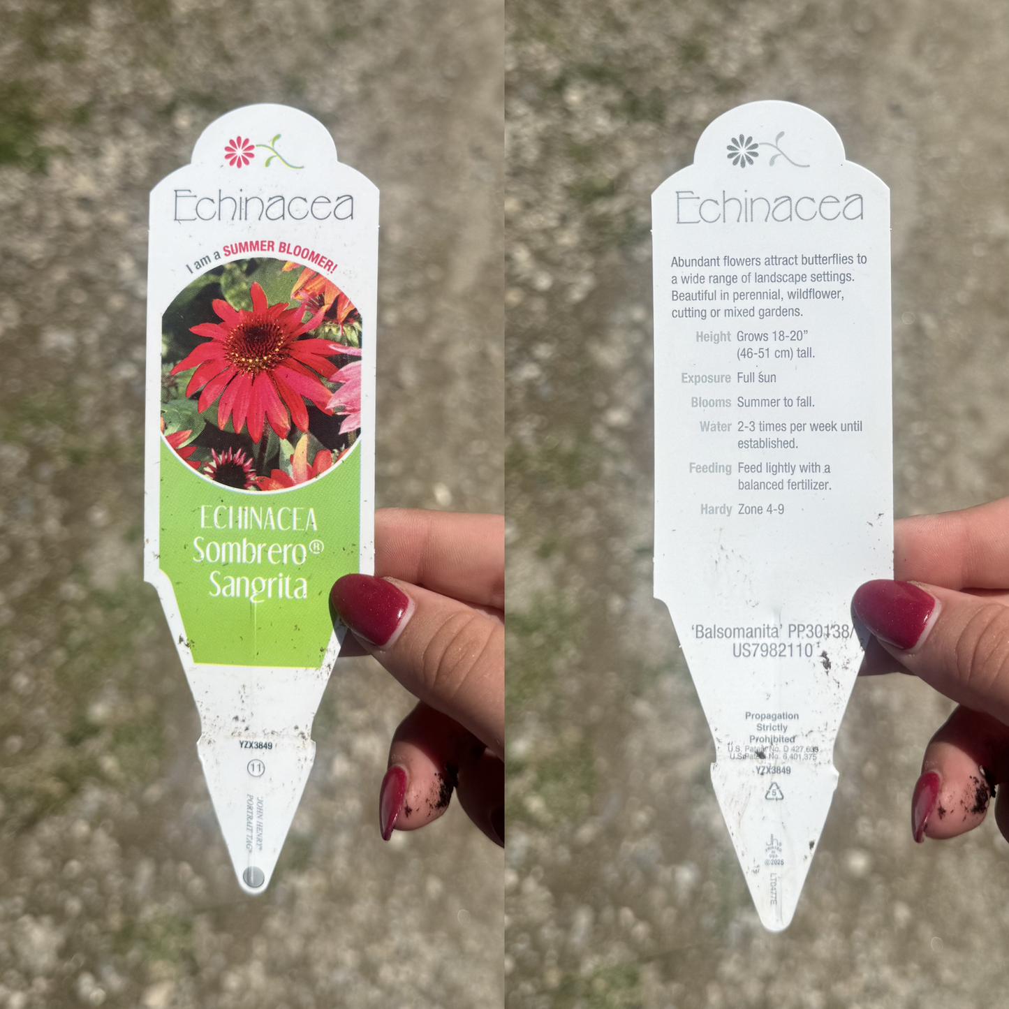 Echinacea 'Sombrero Sangrita'