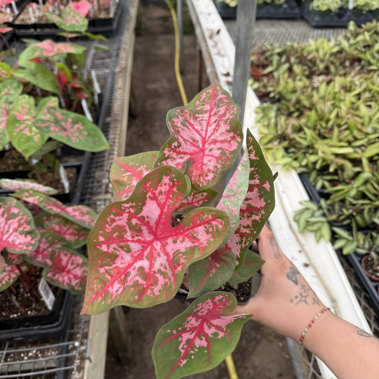 Caladium 'Carolyn Whorton'