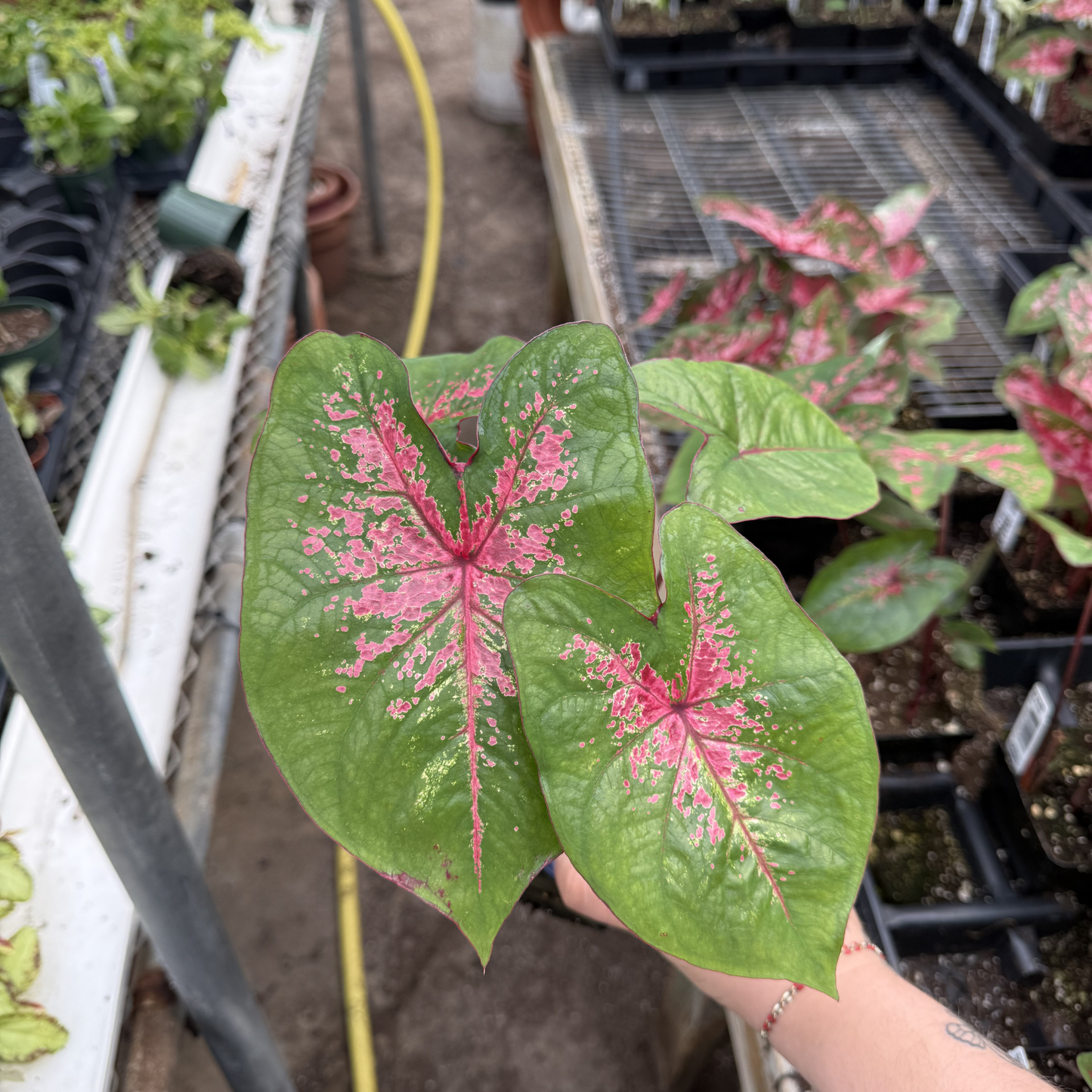 Caladium 'Fire Chief'