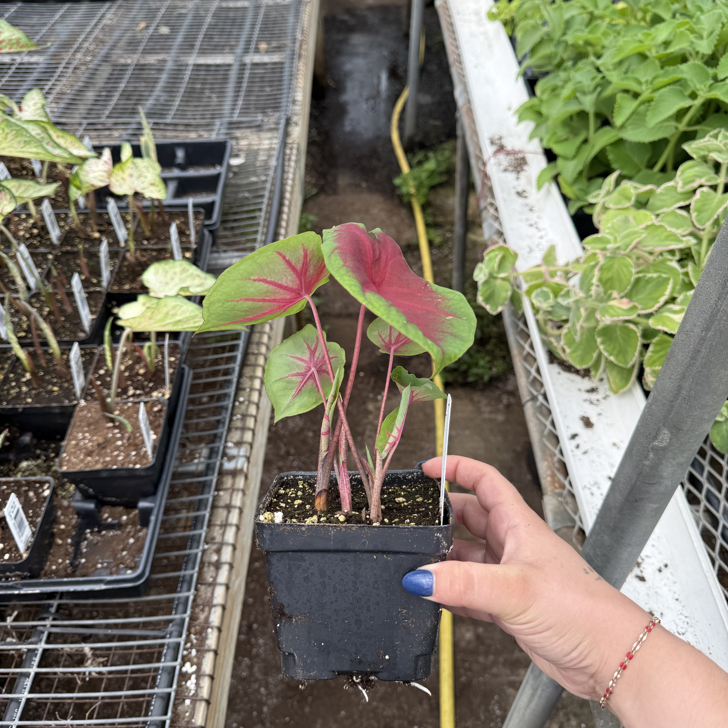 Caladium 'Freida Hemple'