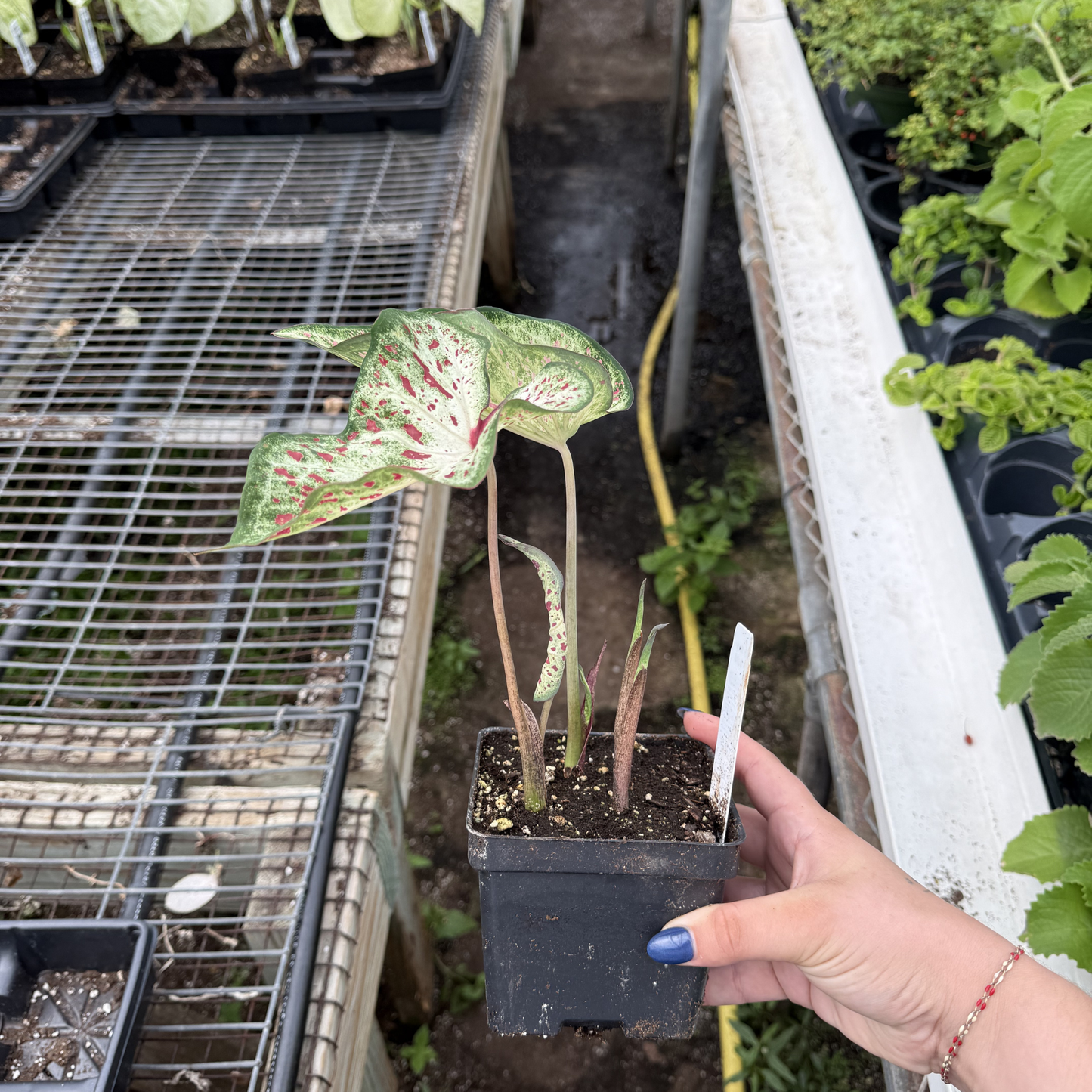 Caladium 'Dwarf Gingerland'