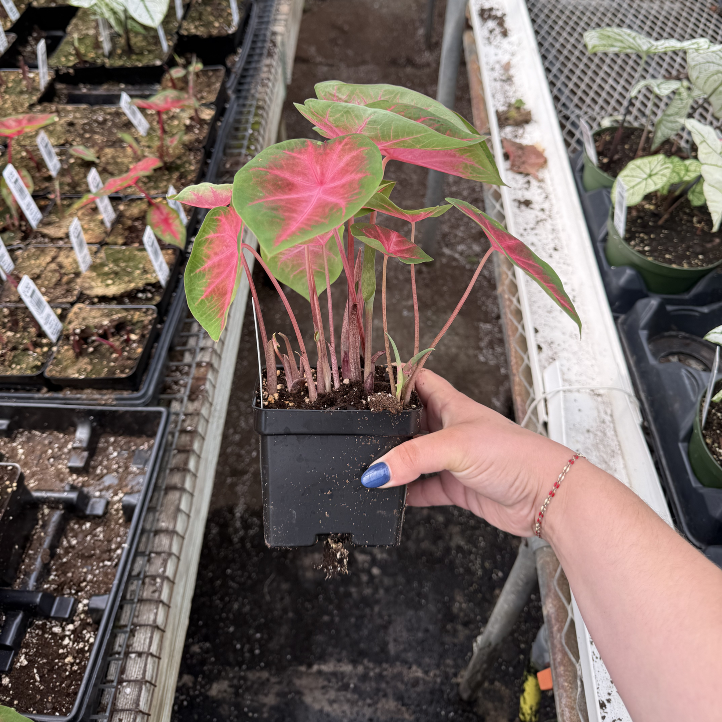 Caladium 'Kathleen'