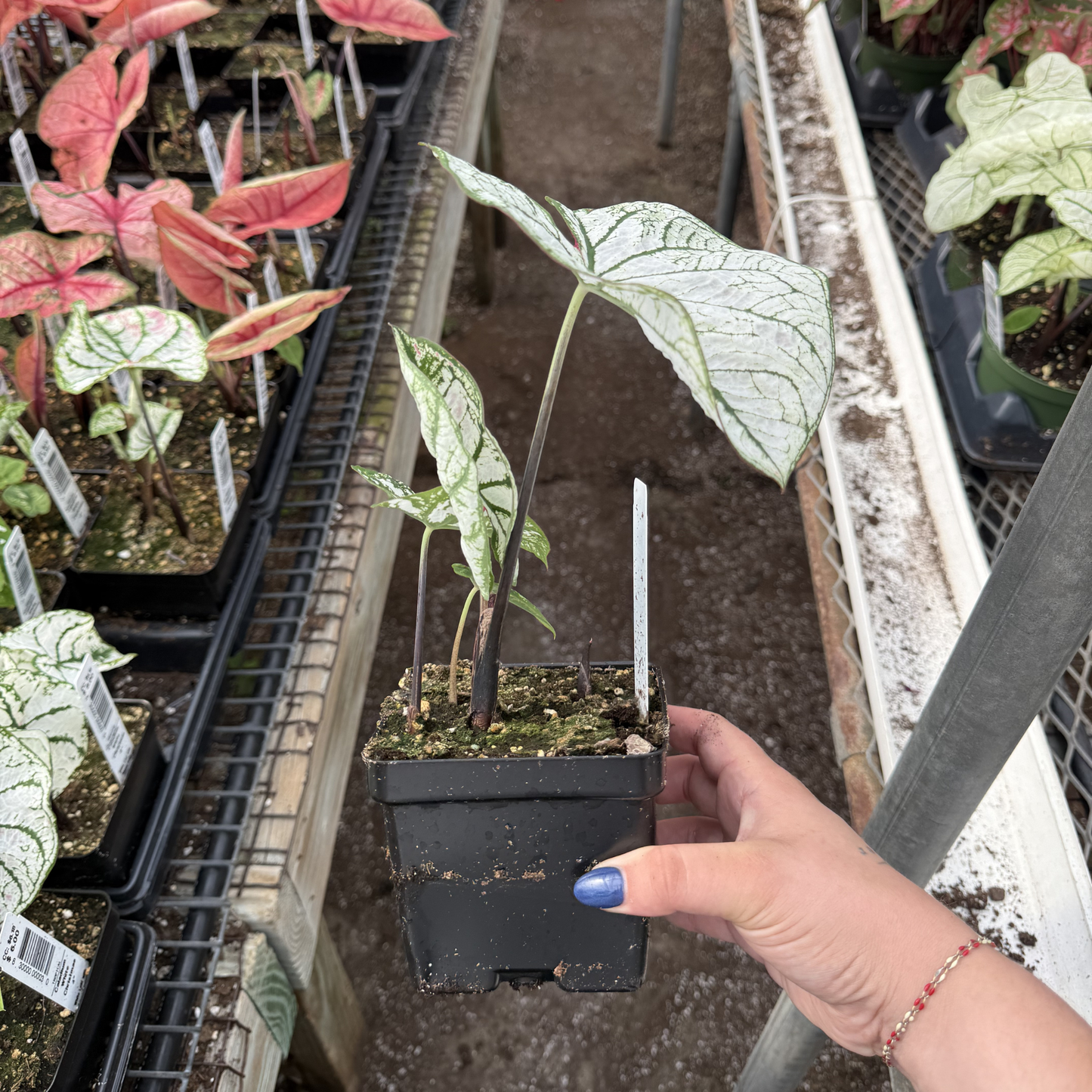 Caladium 'White Christmas'