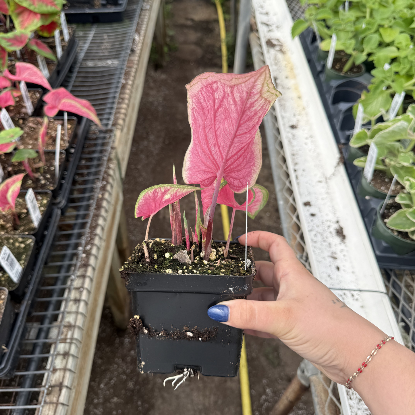 Caladium 'Florida Sweetheart'
