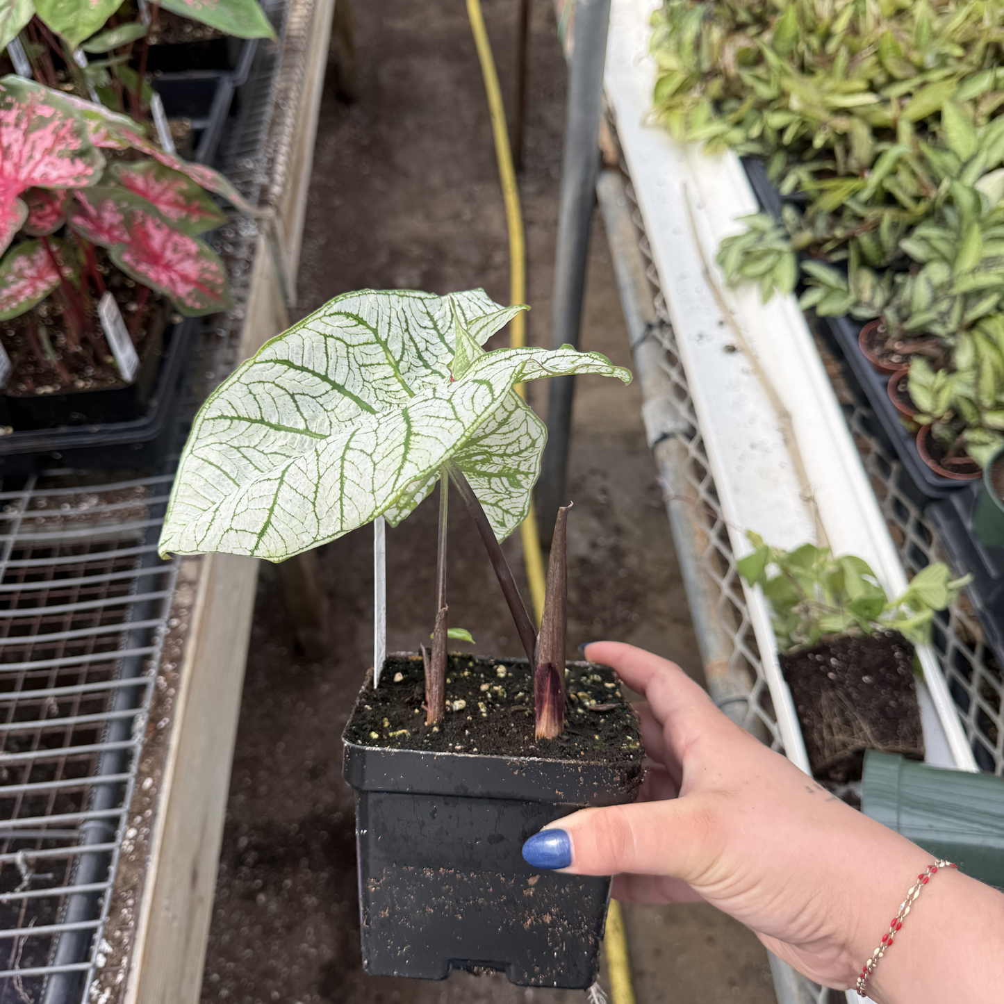 Caladium 'Dwarf Candidum Jr.'