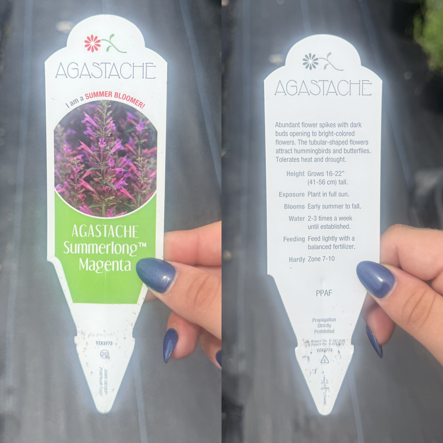 Agastache mexicana 'Summerlong Magenta'