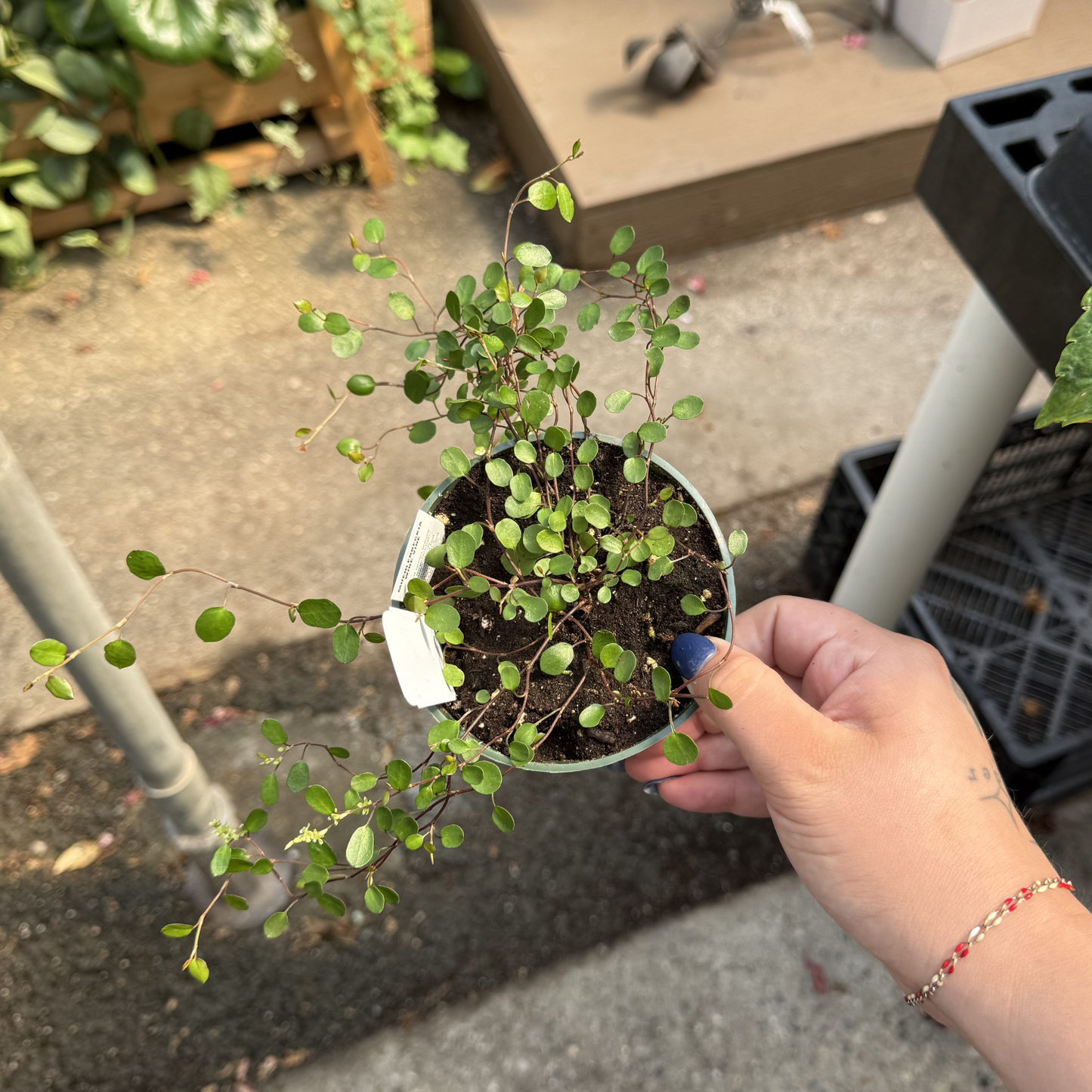 Creeping Wire Vine
