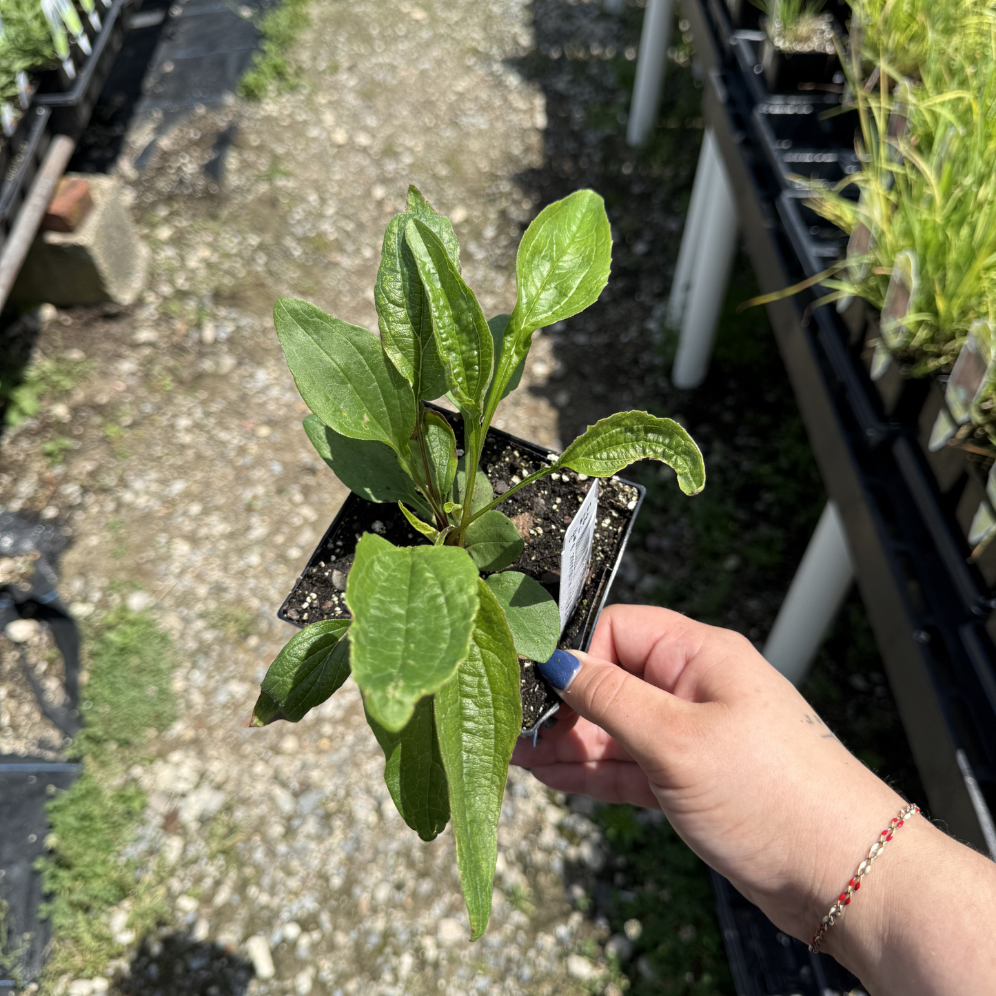 Echinacea purpurea 'Magnus Superior'