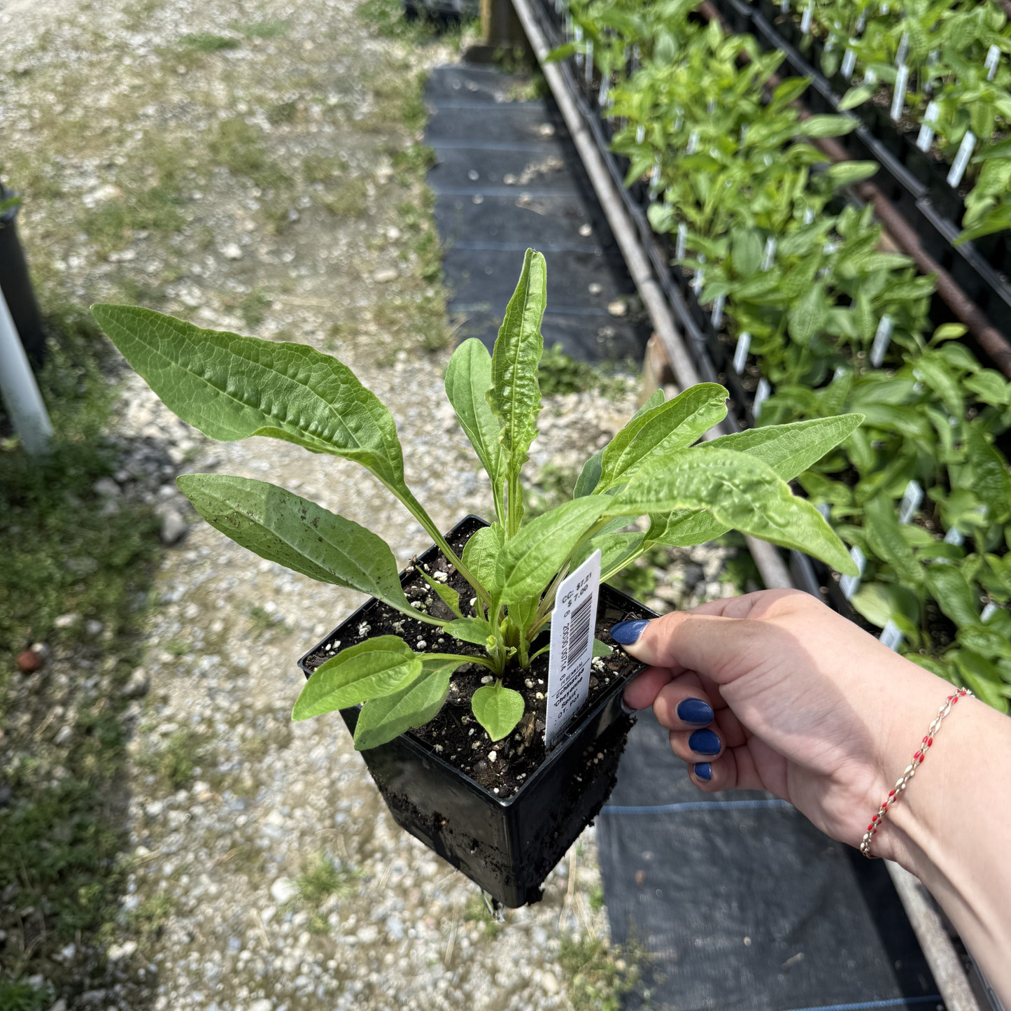 Echinacea 'Cheyenne Spirit'