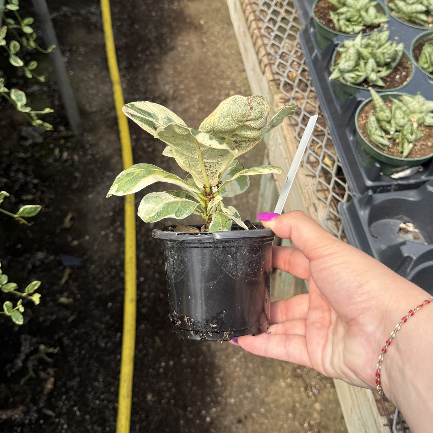 Variegated Ficus lyrata