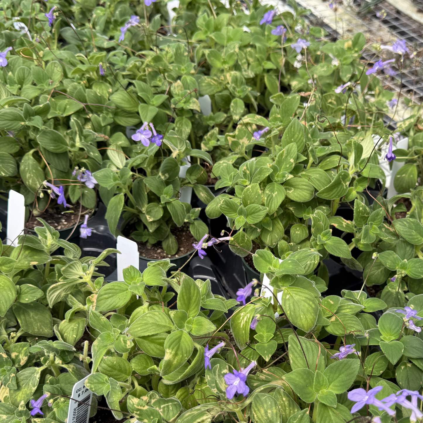 Streptocarpella 'Concord Blue'