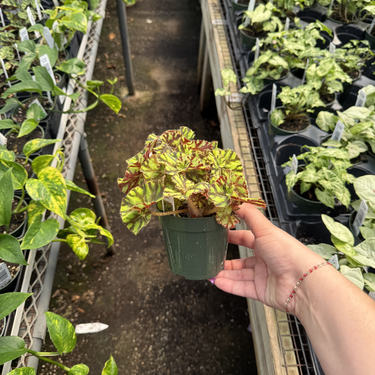 Rex Begonia 'Zumba'