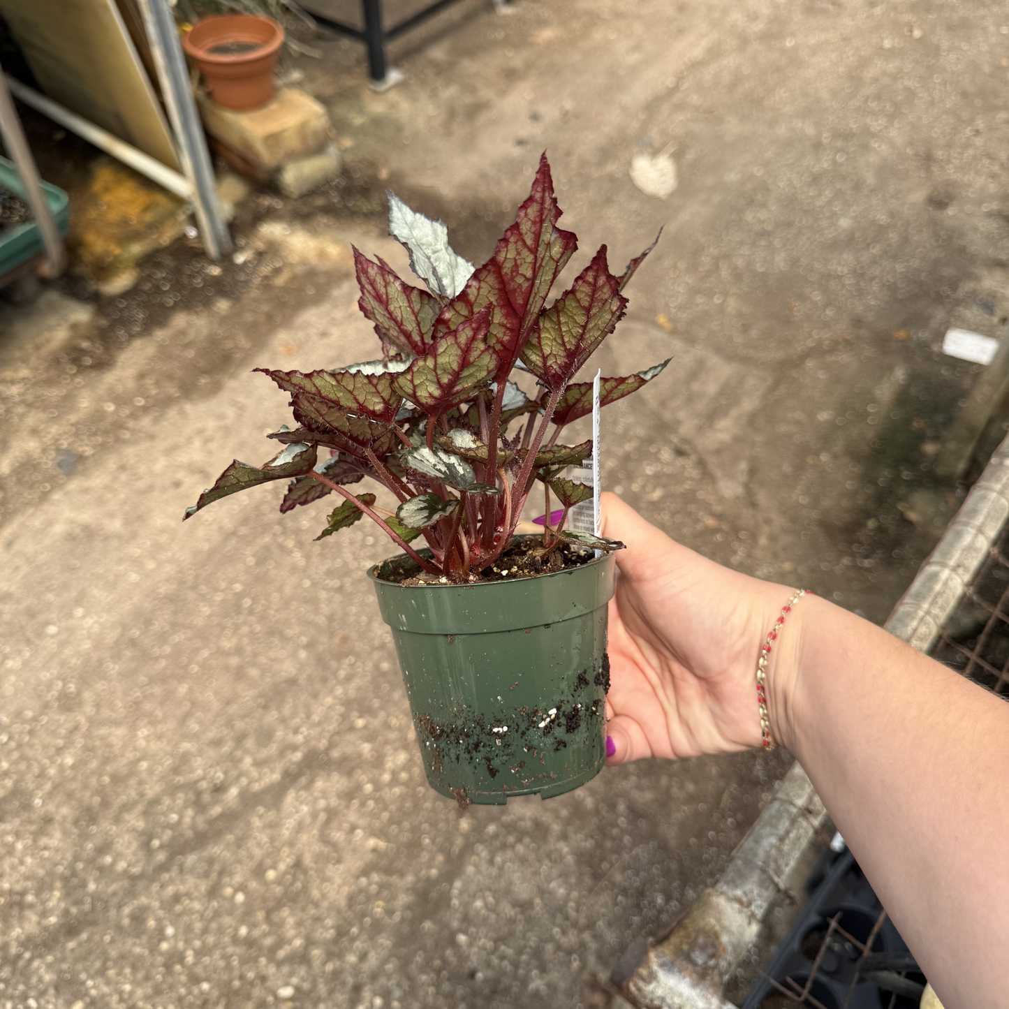 Rex Begonia 'Raindance'
