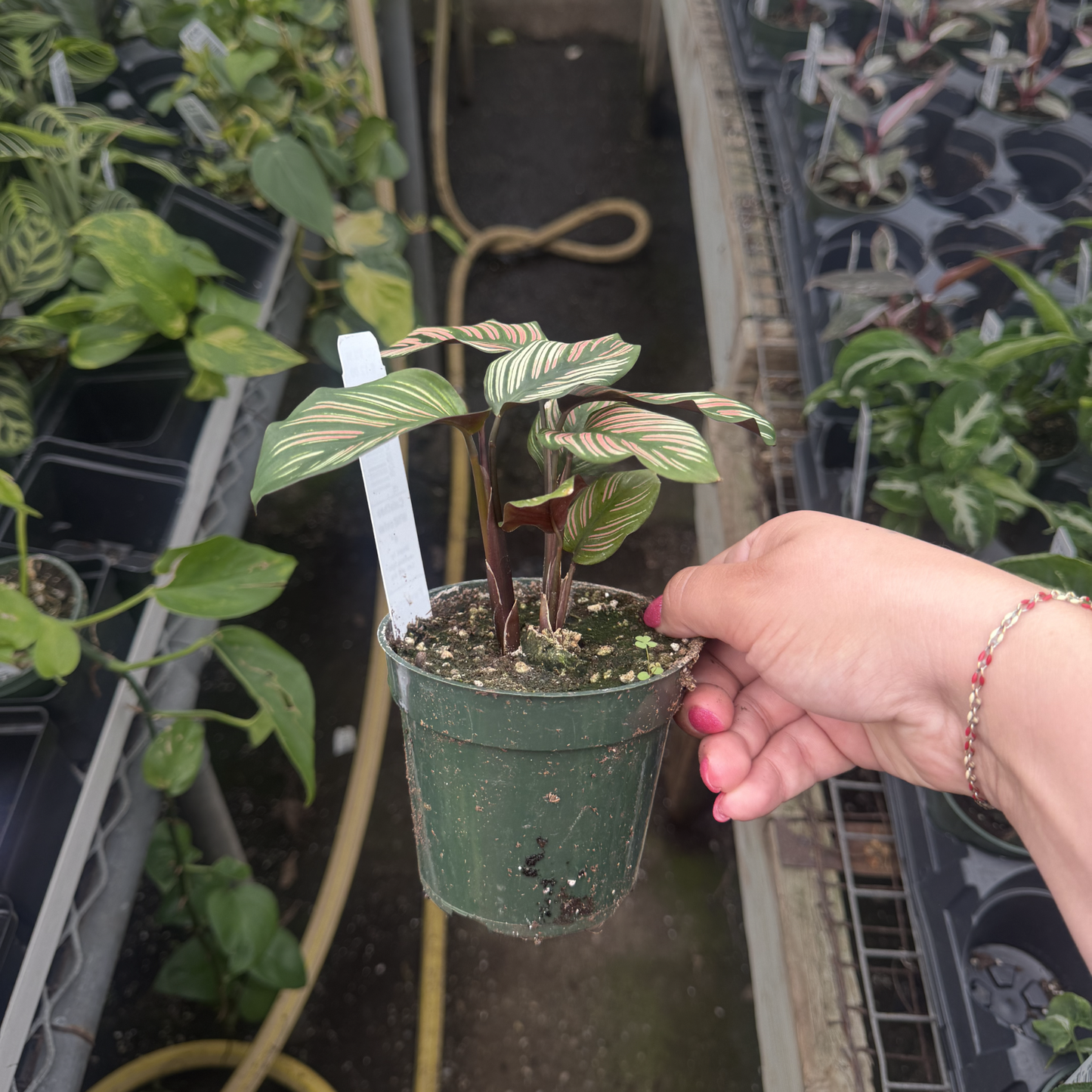 Calathea majestica 'Whitestar'