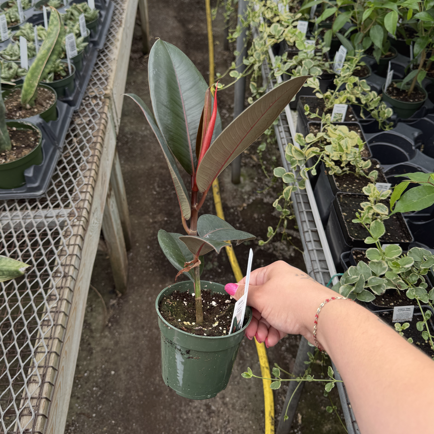 Ficus elastica 'Burgundy'