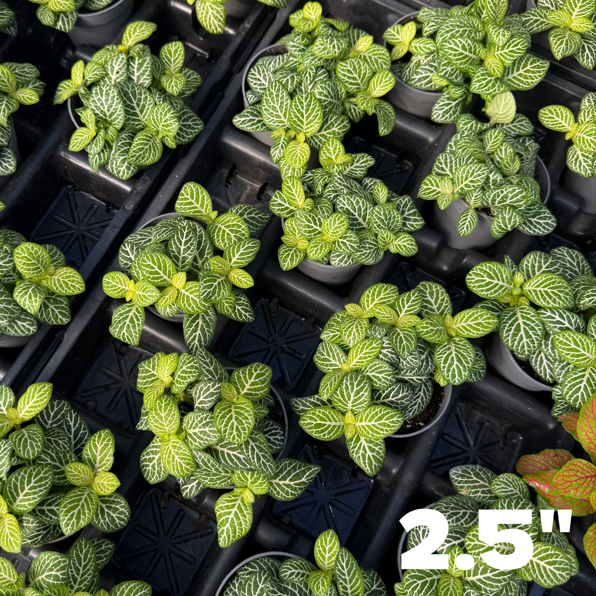 'Jolly Lemon' Fittonia