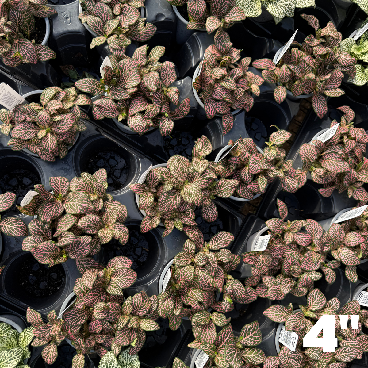'Mistral' Fittonia