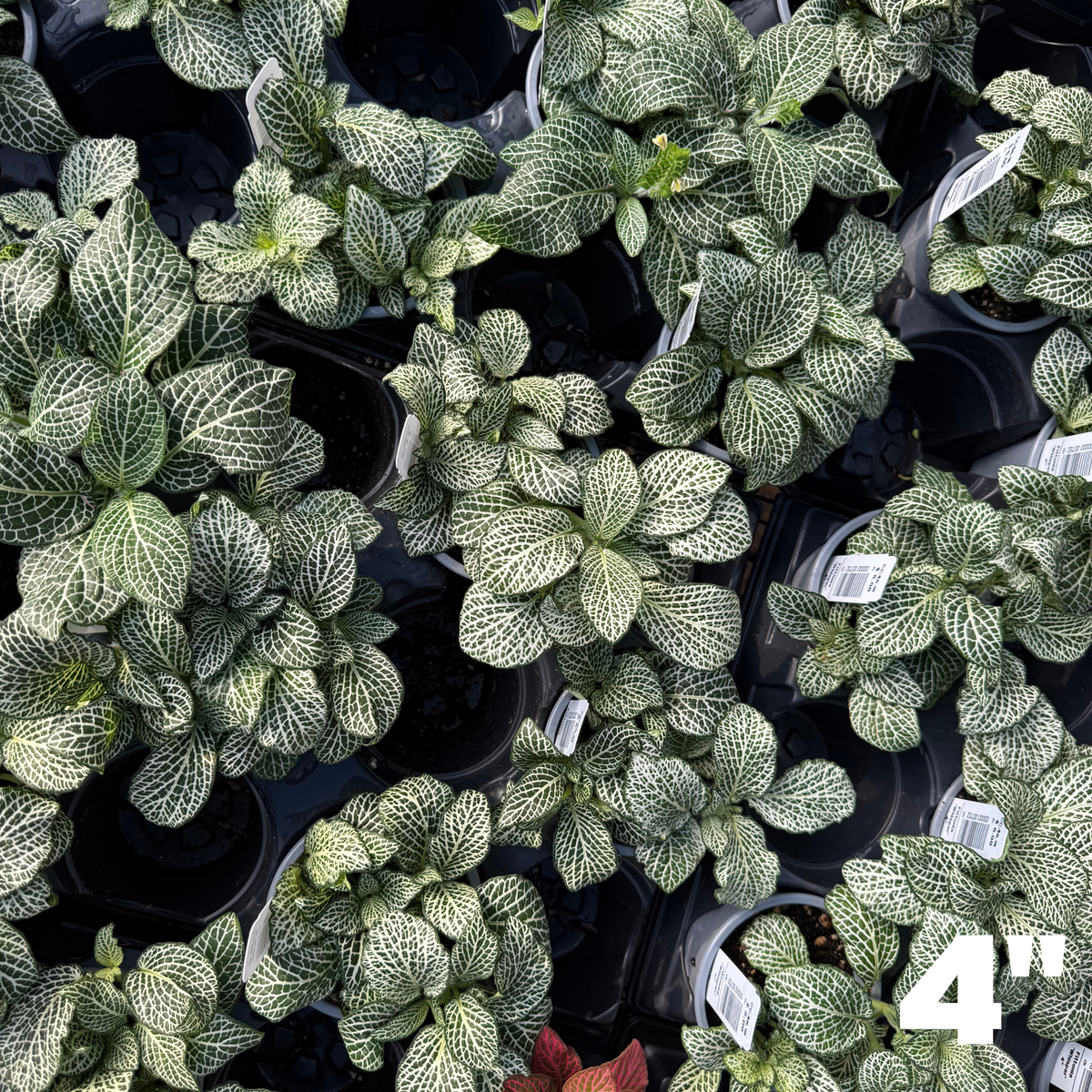 'Whisper' Fittonia
