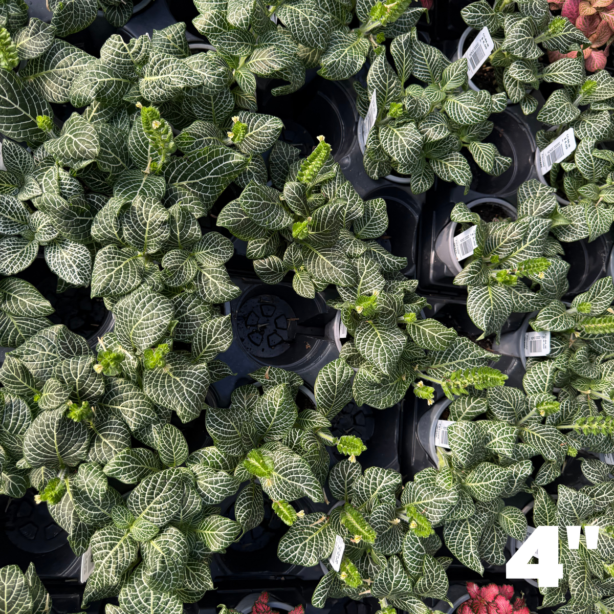 'Marble Green' Fittonia