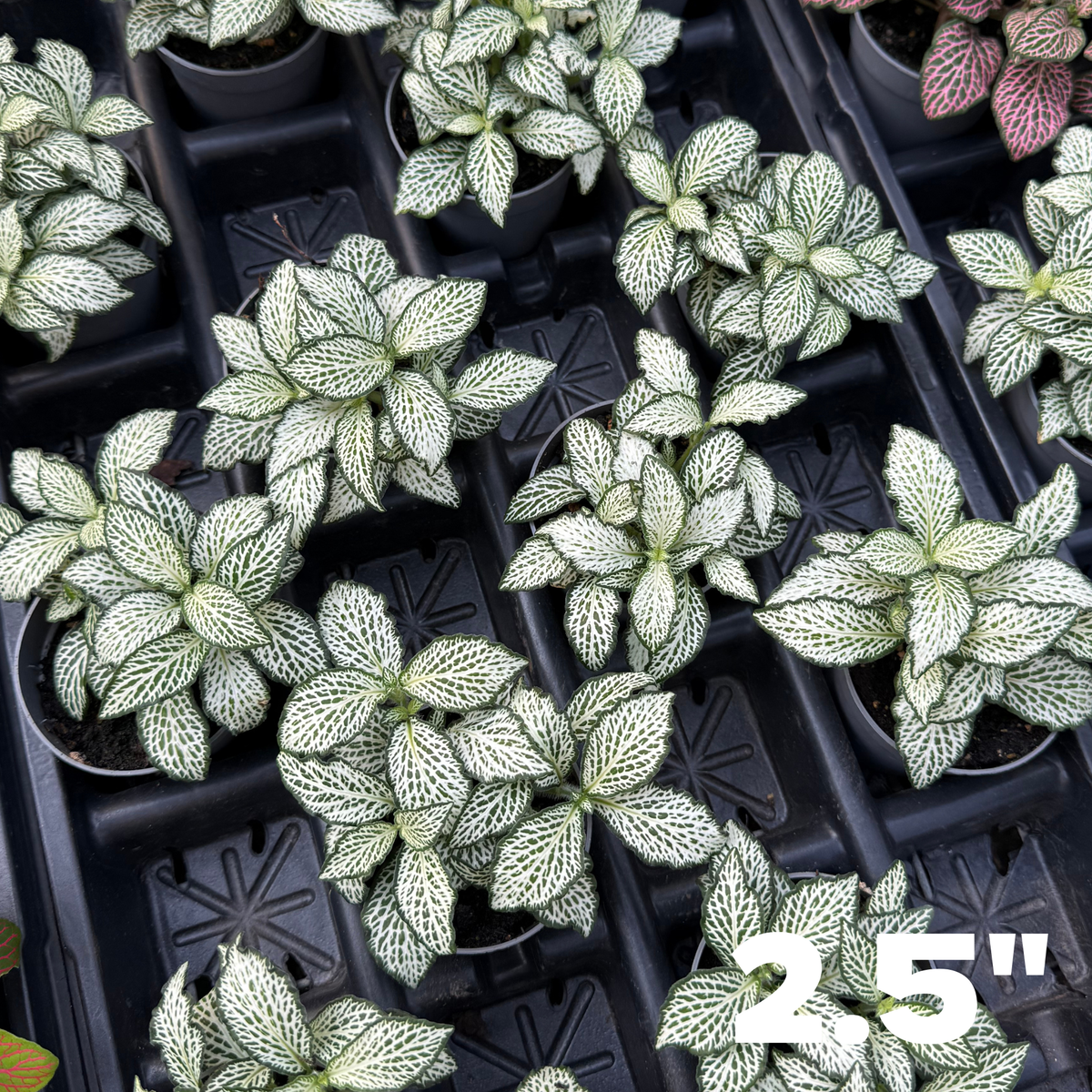 'White Anne' Fittonia