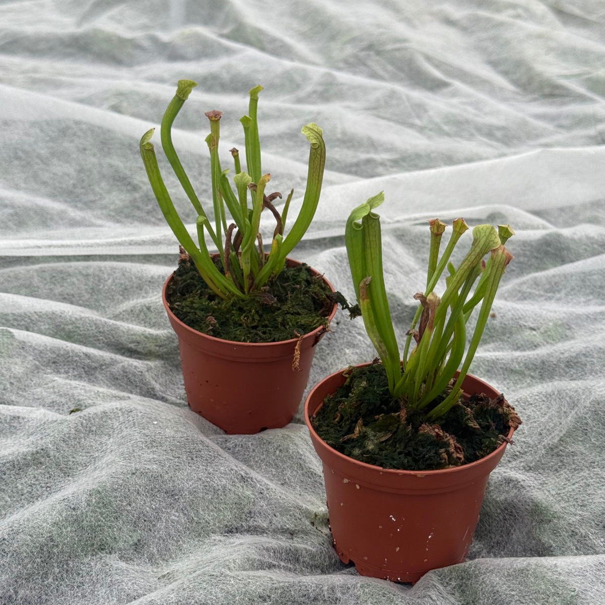 Sarracenia 'Judith Hindle'