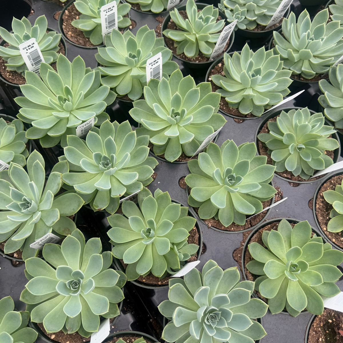 Echeveria 'Blue Atoll'