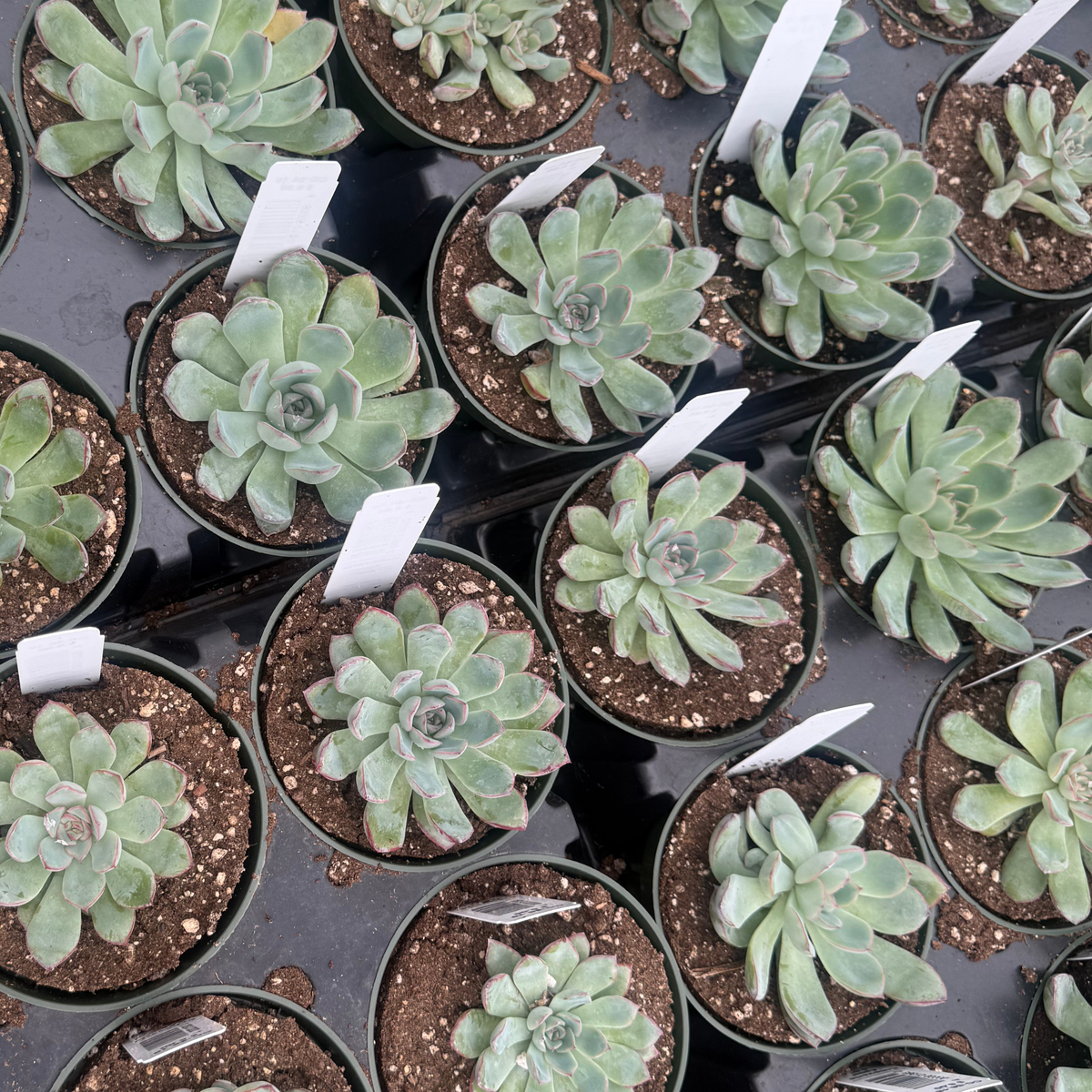 Echeveria 'Apus'