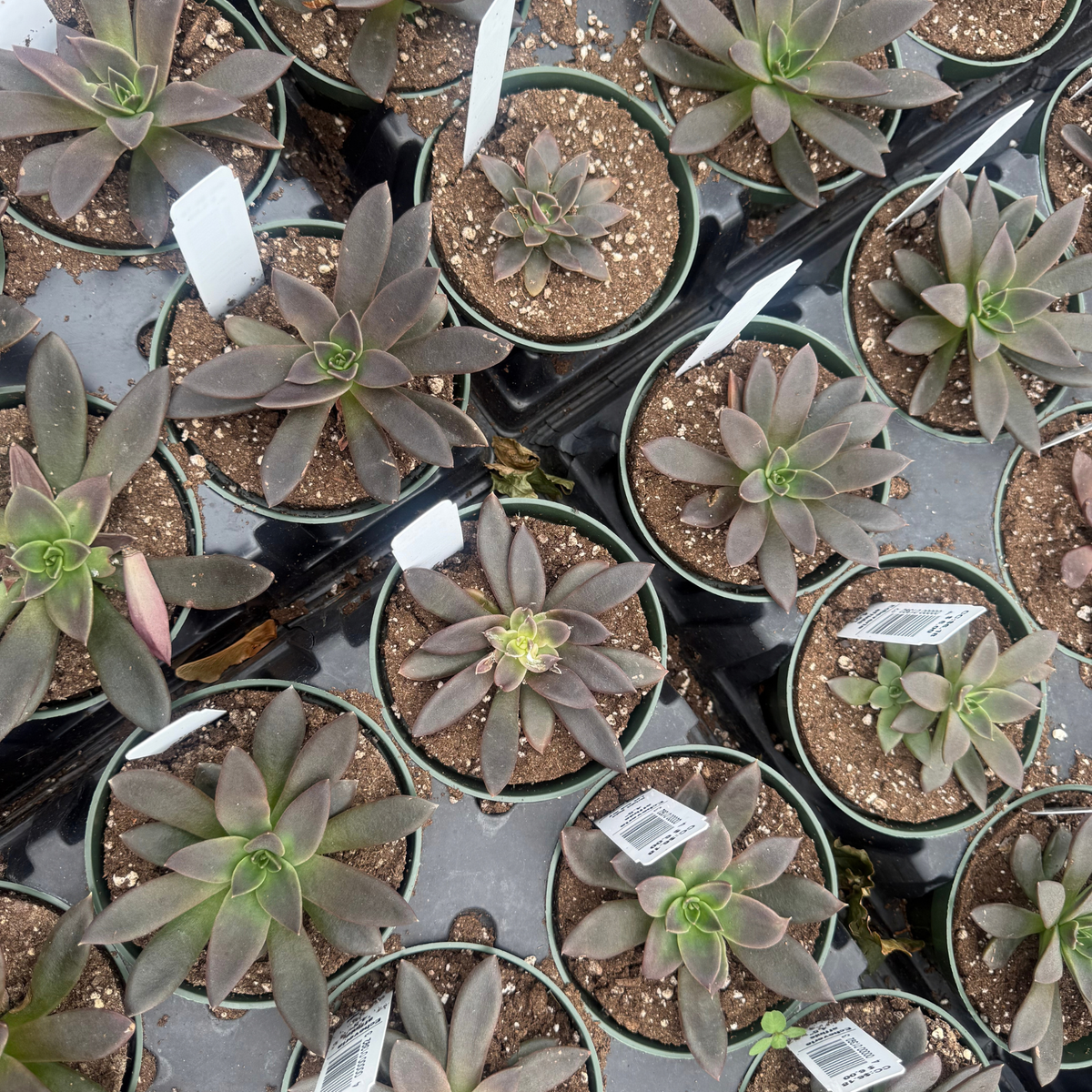 Echeveria affinis 'Black Knight'