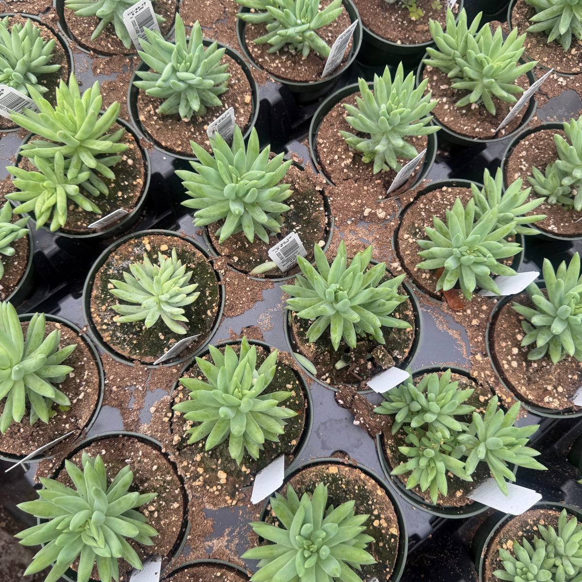 Sedeveria 'Harry Butterfield'
