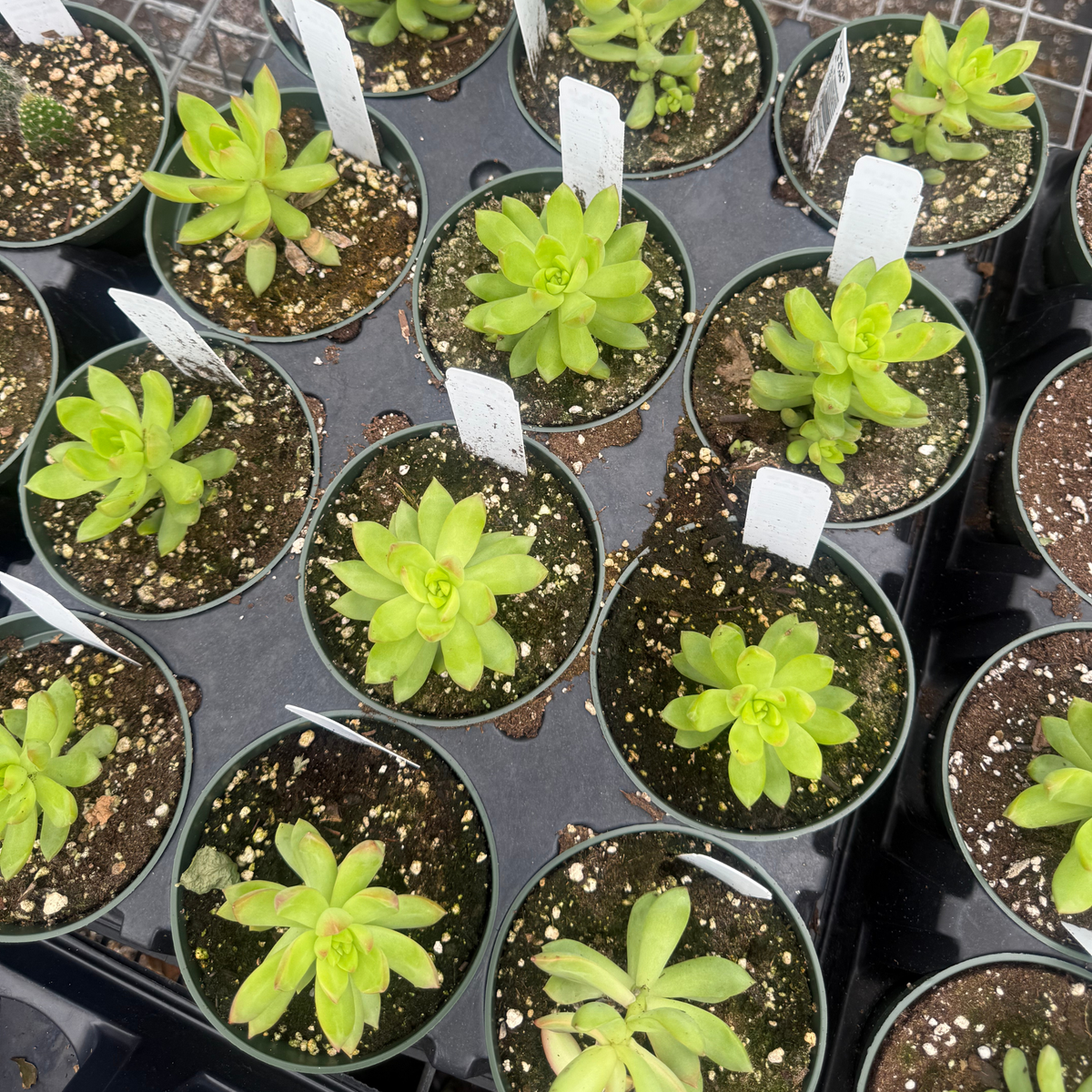 Sedum adolphii