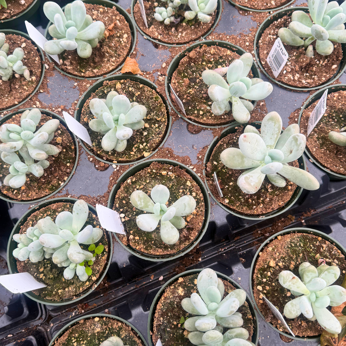 Pachyveria 'Bubbles'