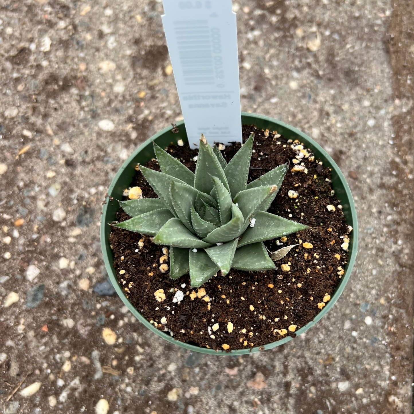 Haworthia 'Savana'