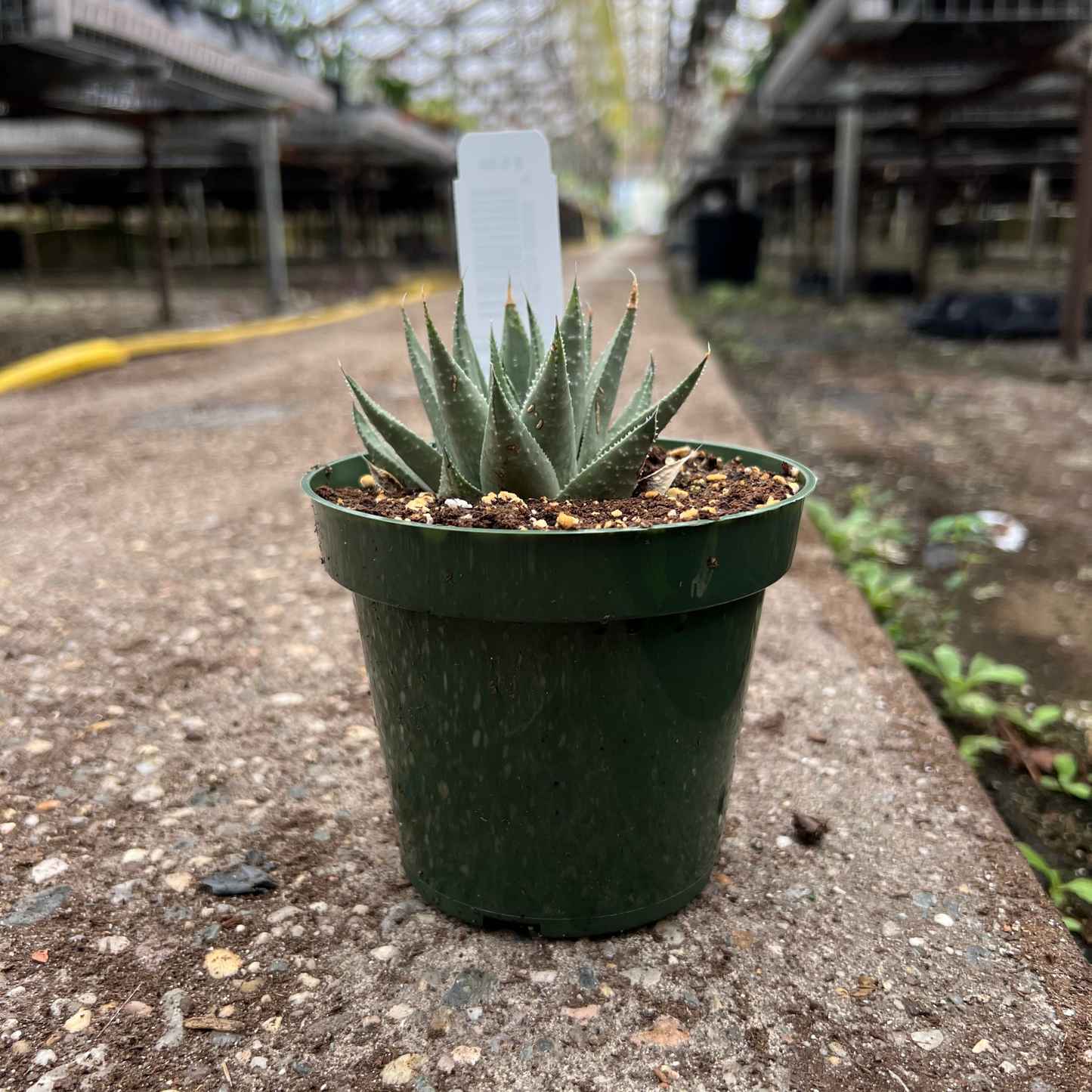 Haworthia 'Savana'