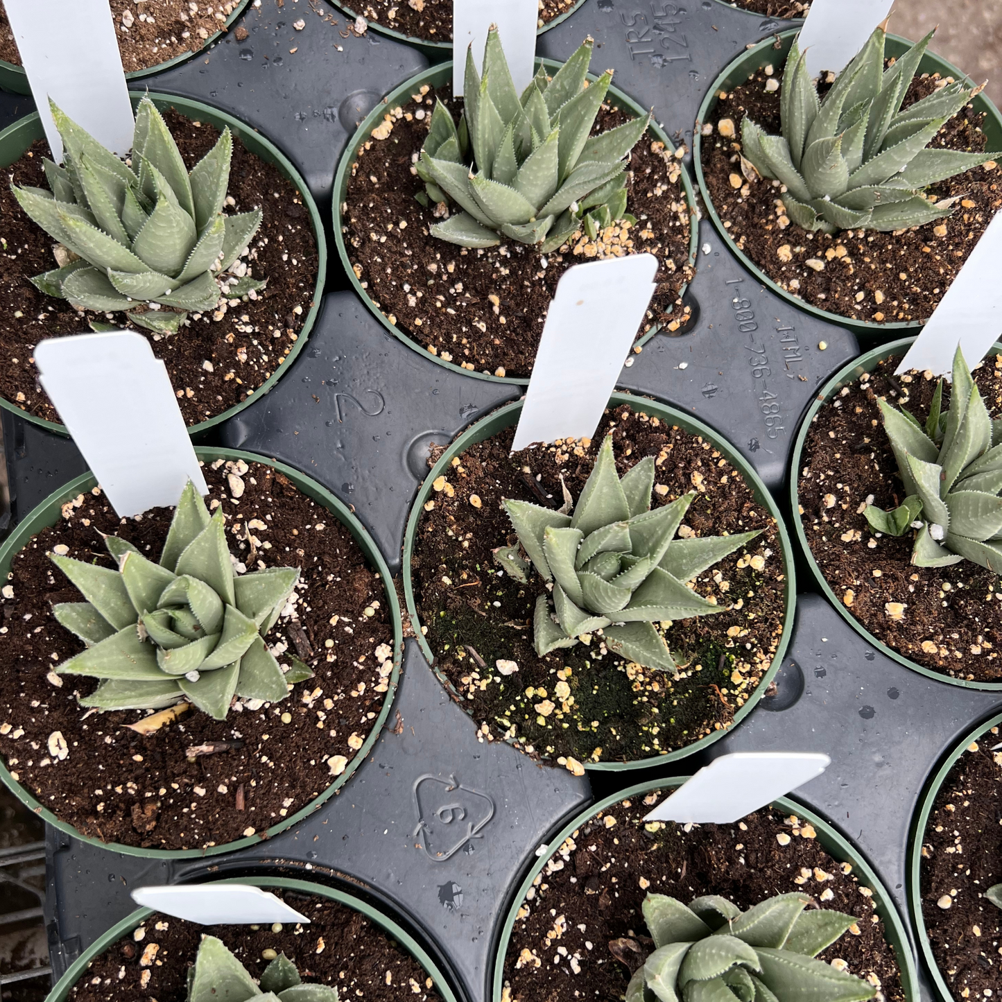 Haworthia 'Savana'
