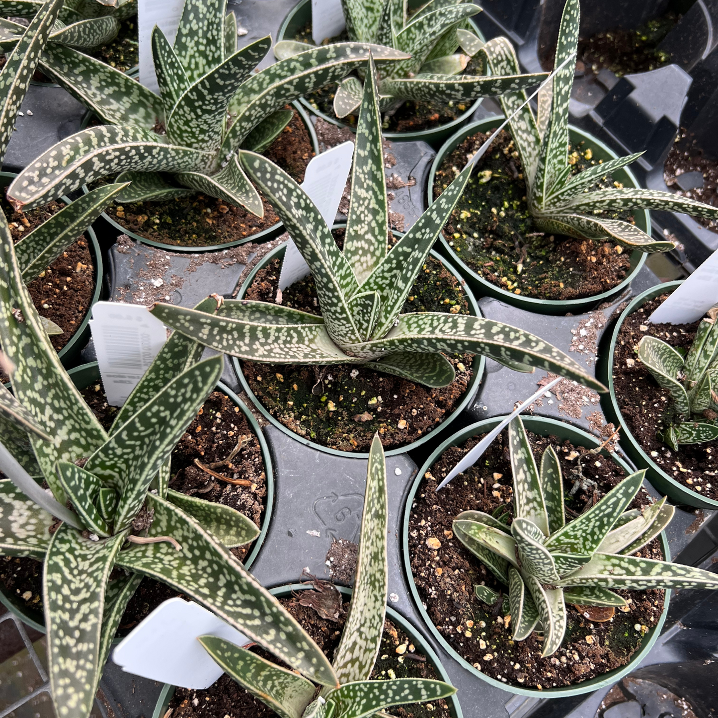 Gasteraloe 'Tiki Zilla'