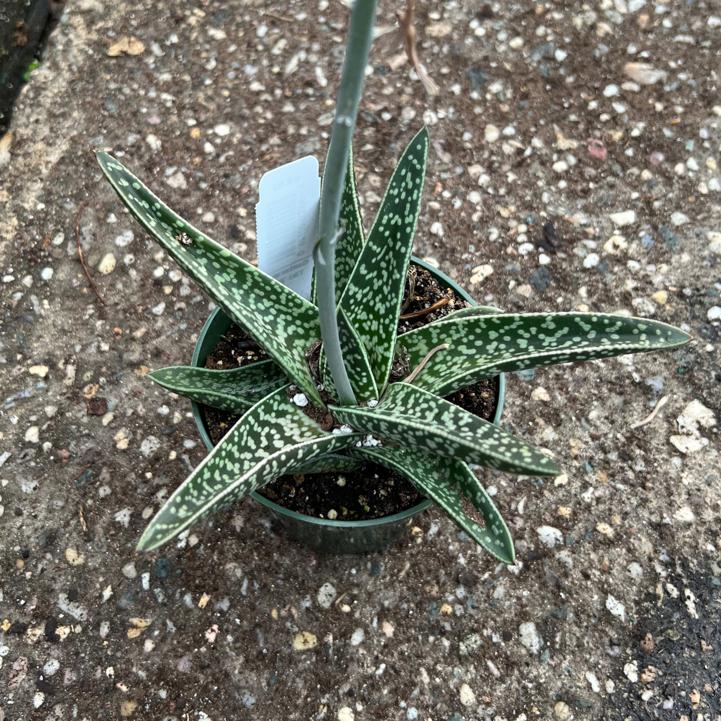 Gasteraloe 'Tiki Zilla'