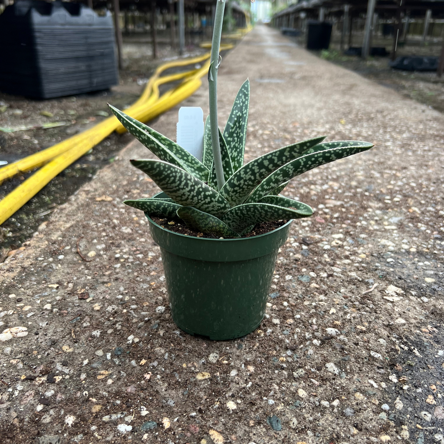 Gasteraloe 'Tiki Zilla'
