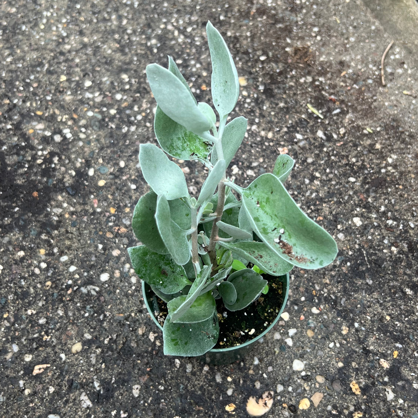Kalanchoe Hildebrandtii 'Silver Teaspoons'