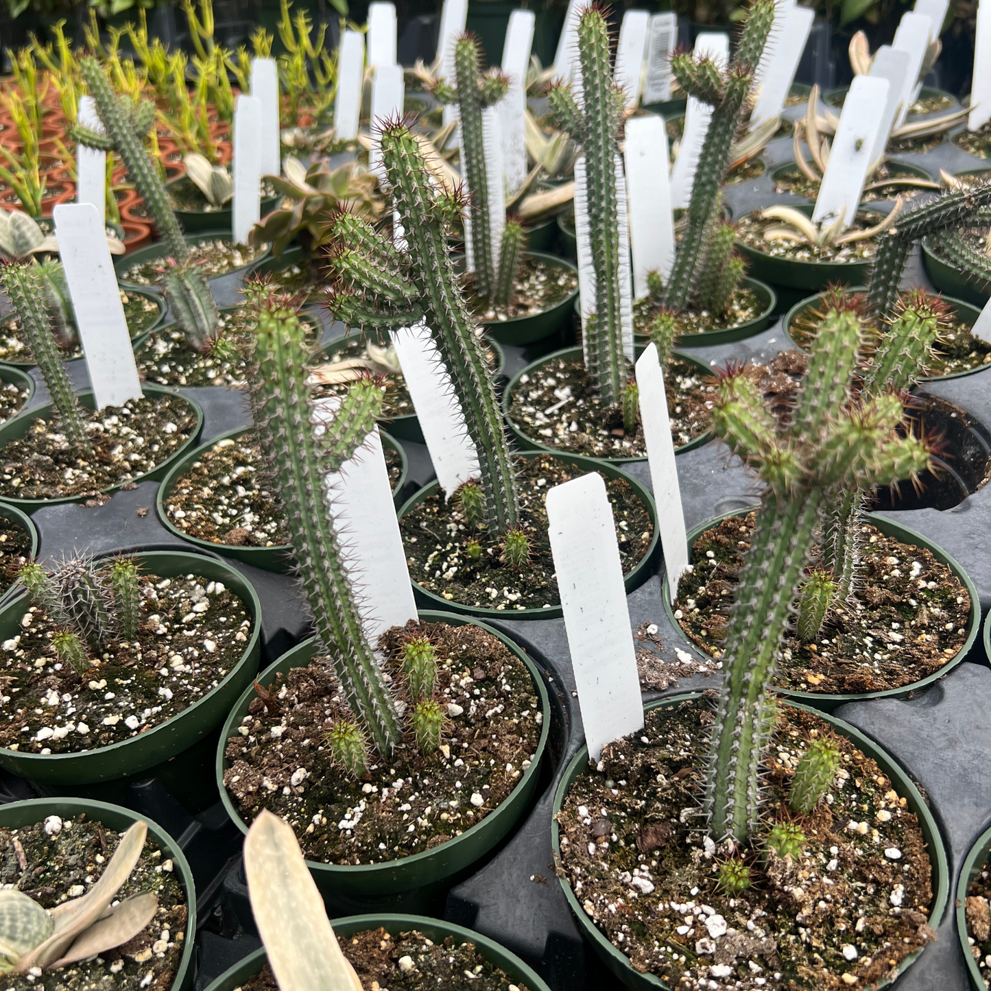 Euphorbia Baioensis