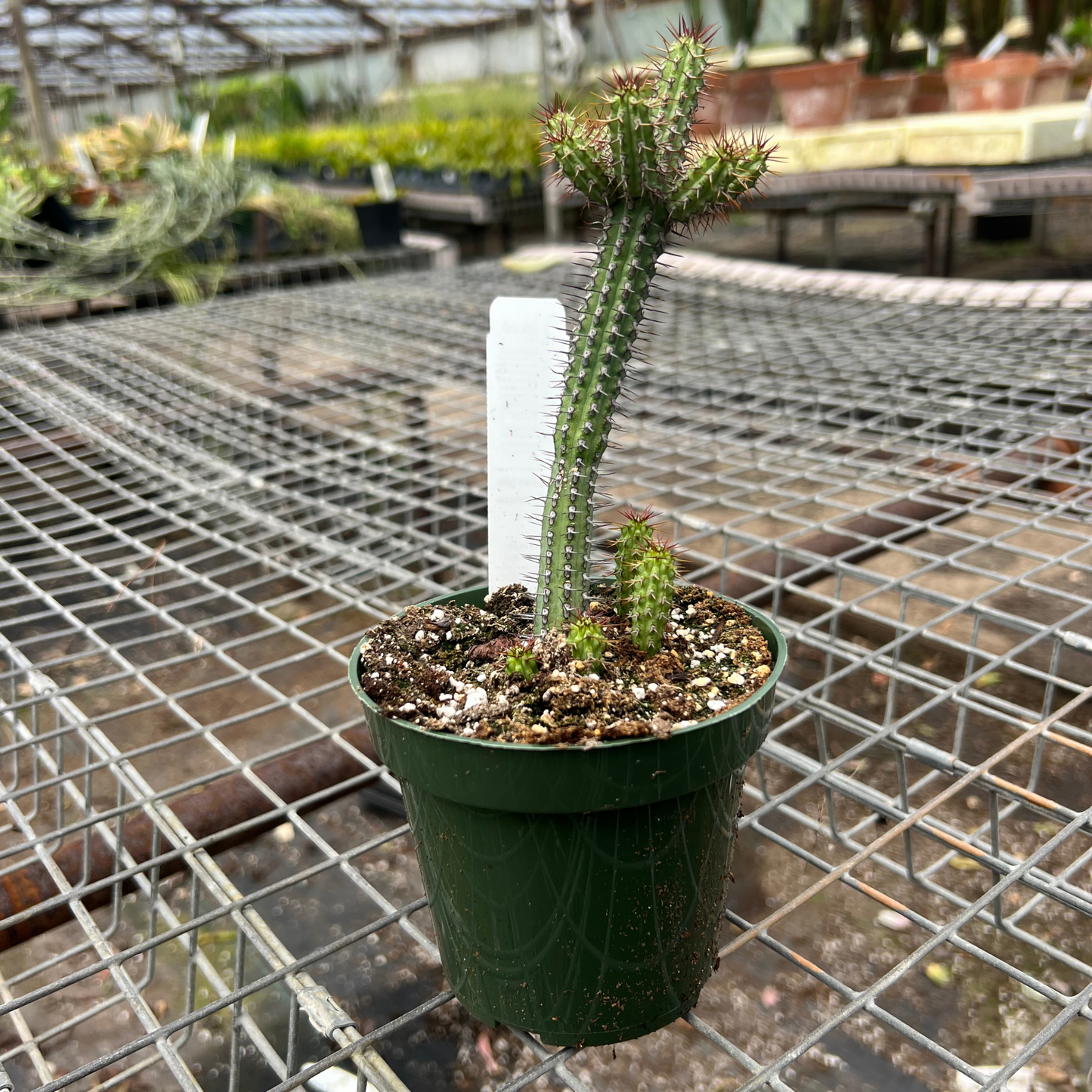 Euphorbia Baioensis