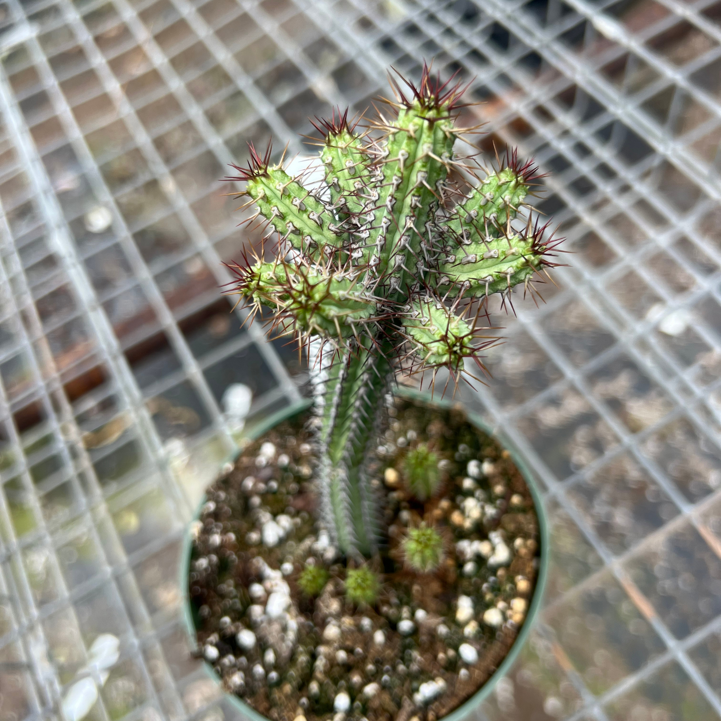 Euphorbia Baioensis