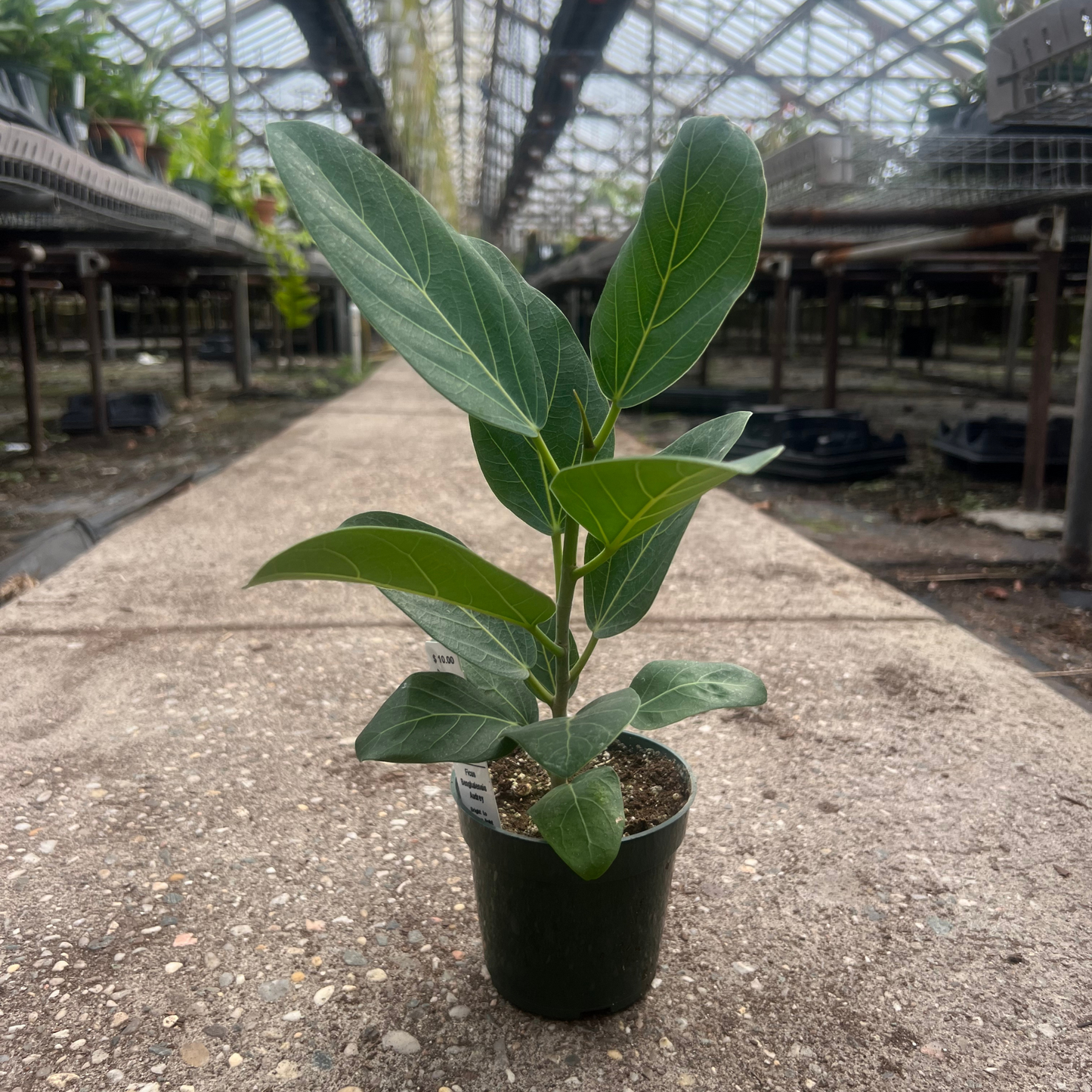 Ficus Benghalensis Audrey