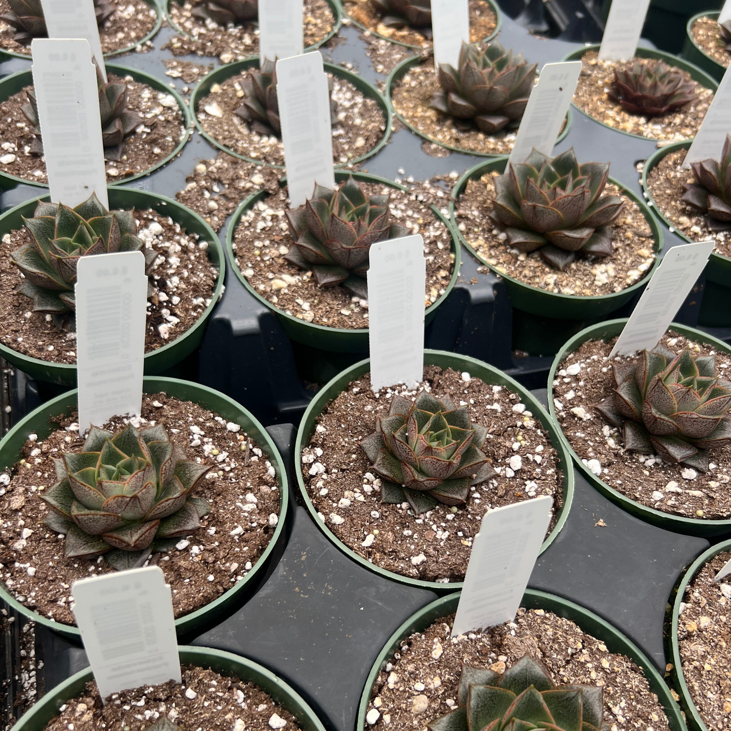 Echeveria Purpusorum