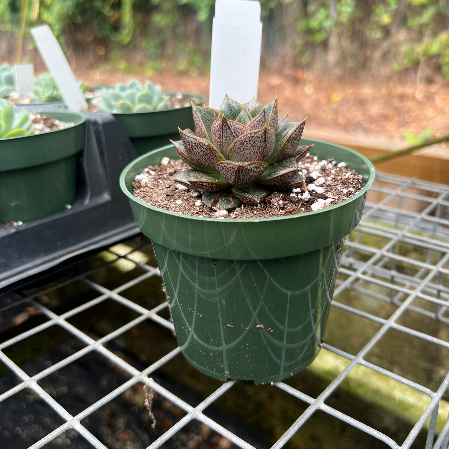 Echeveria Purpusorum