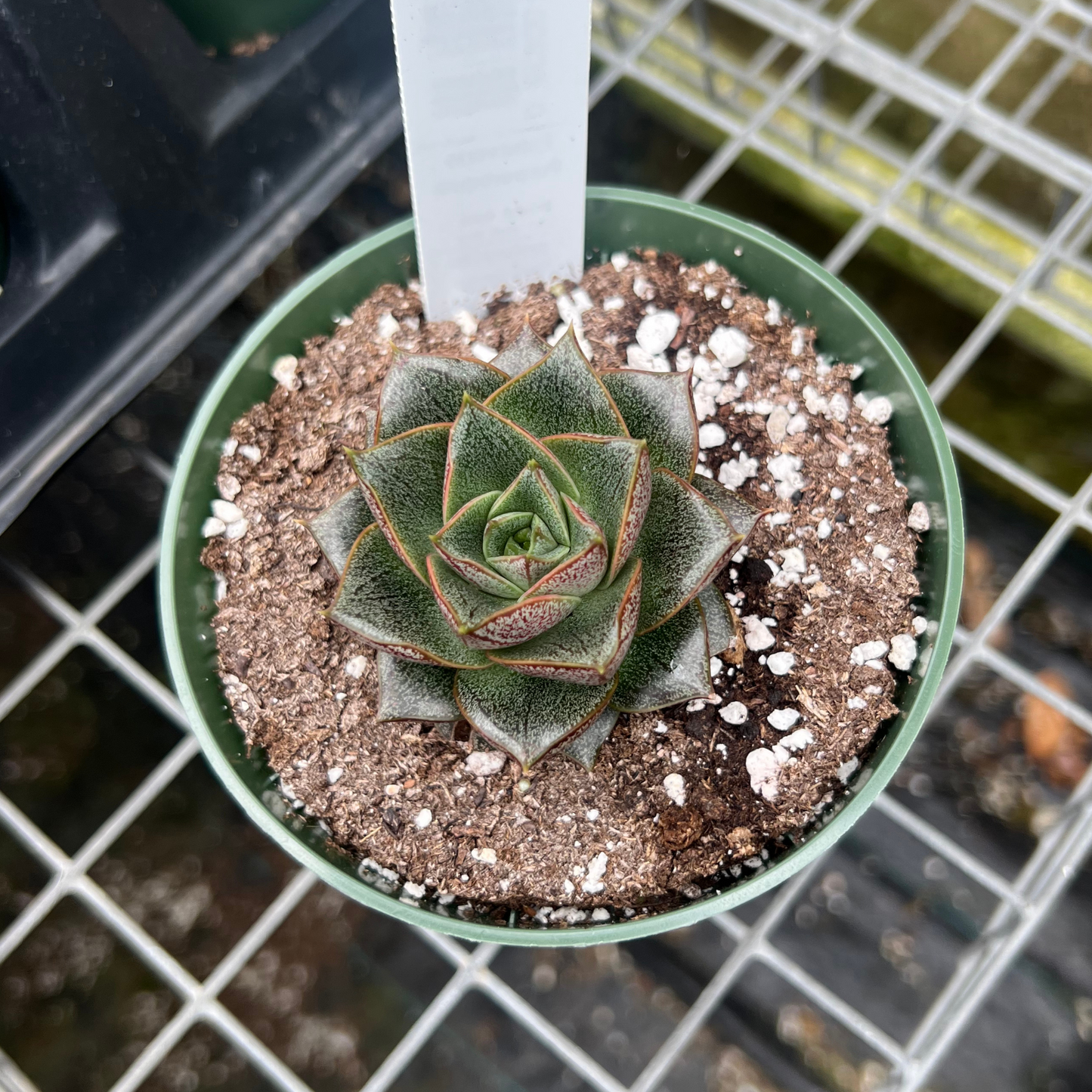 Echeveria Purpusorum