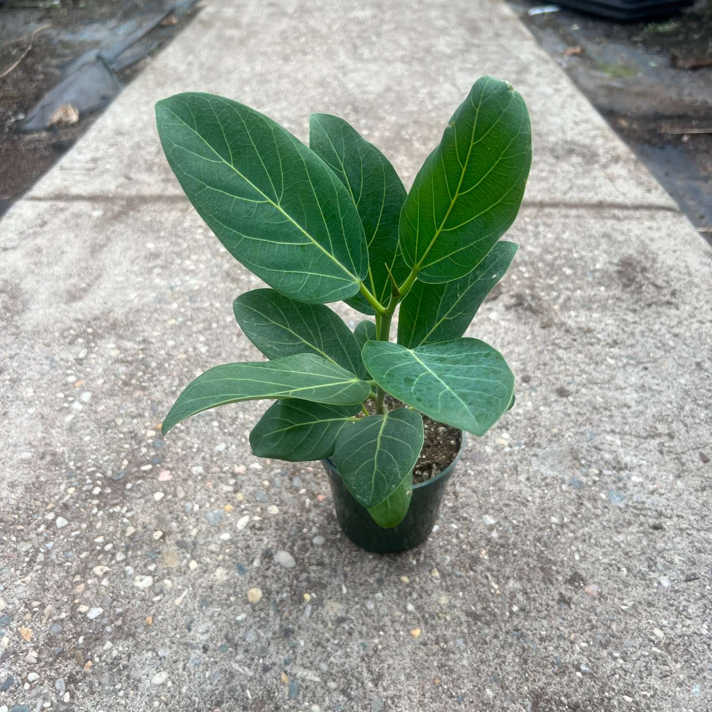 Ficus Benghalensis Audrey