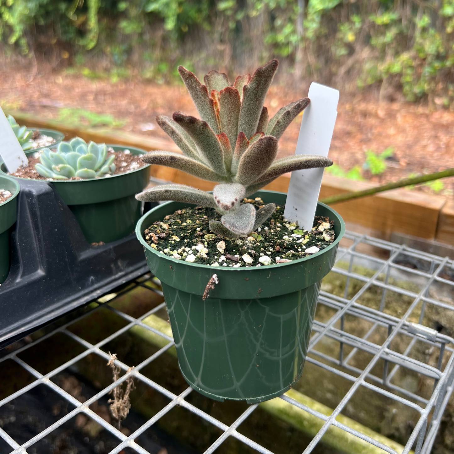 Kalanchoe Tomentosa Chocolate Soilder