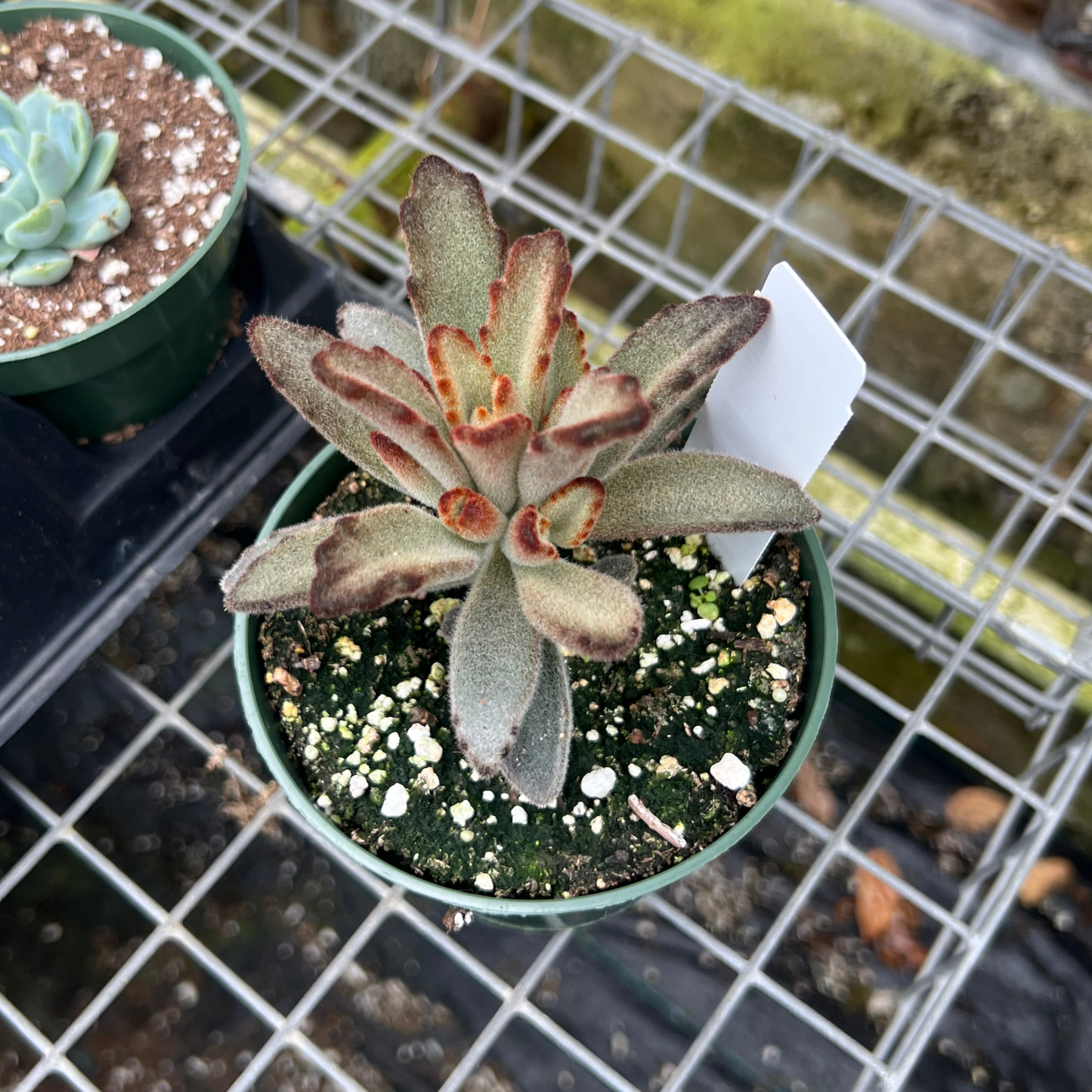 Kalanchoe Tomentosa Chocolate Soilder