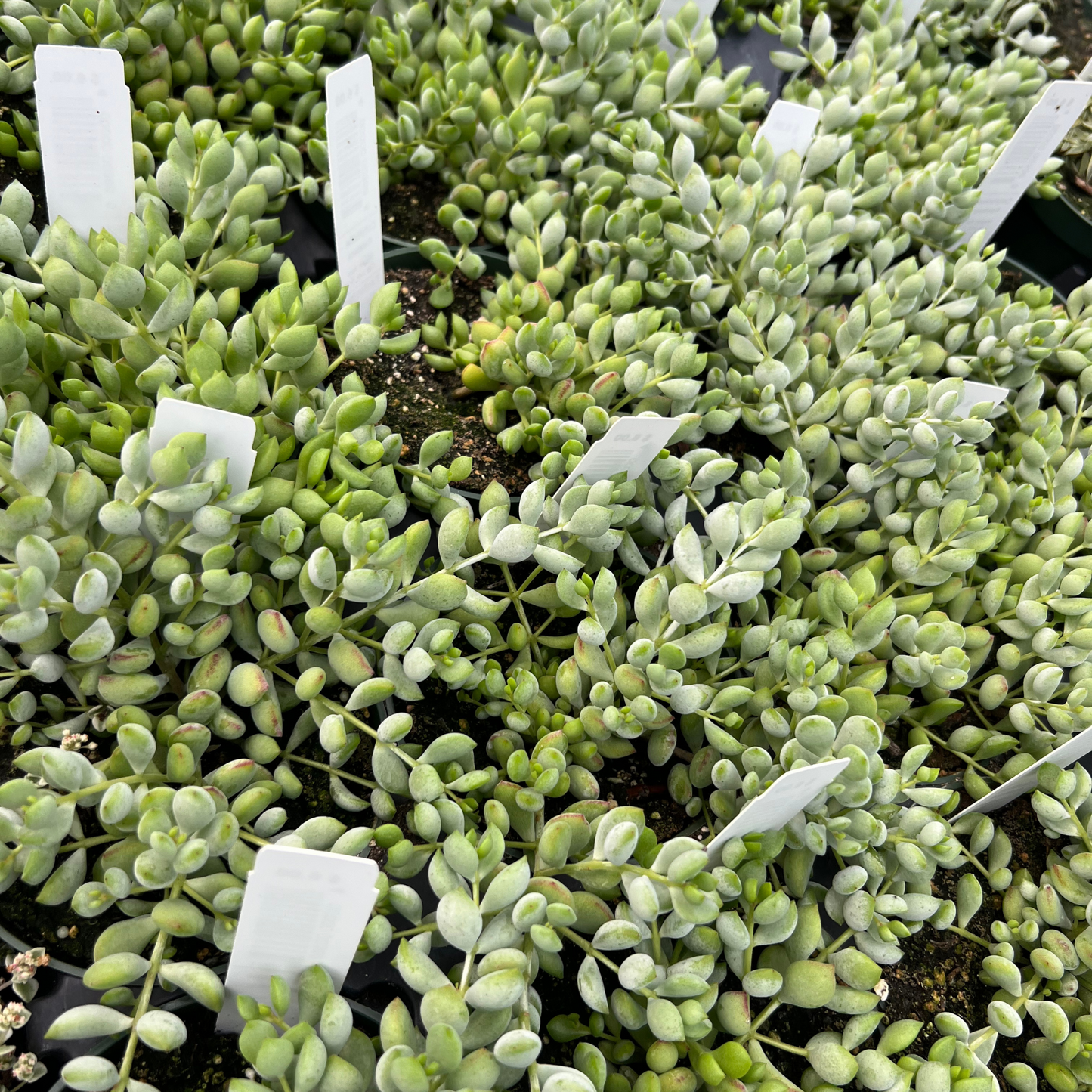 Cotyledon Pendens